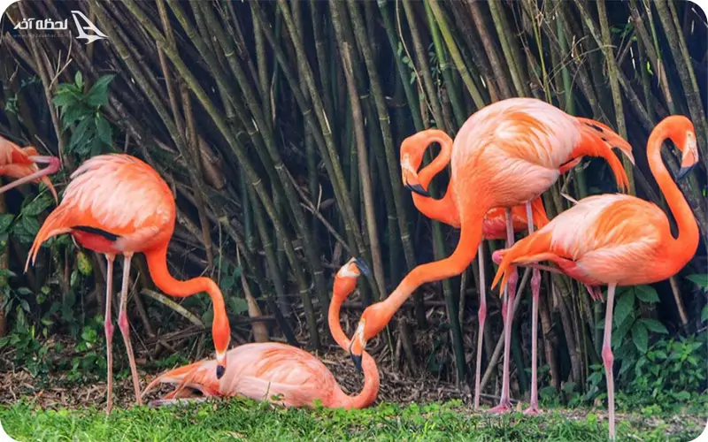 باغ پرندگان کیش؛ آشتی کودکان با دنیای پرنده ها